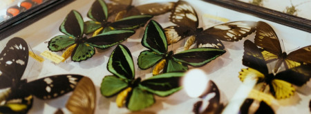  31.1. Entomologický výměnný den a výstava 